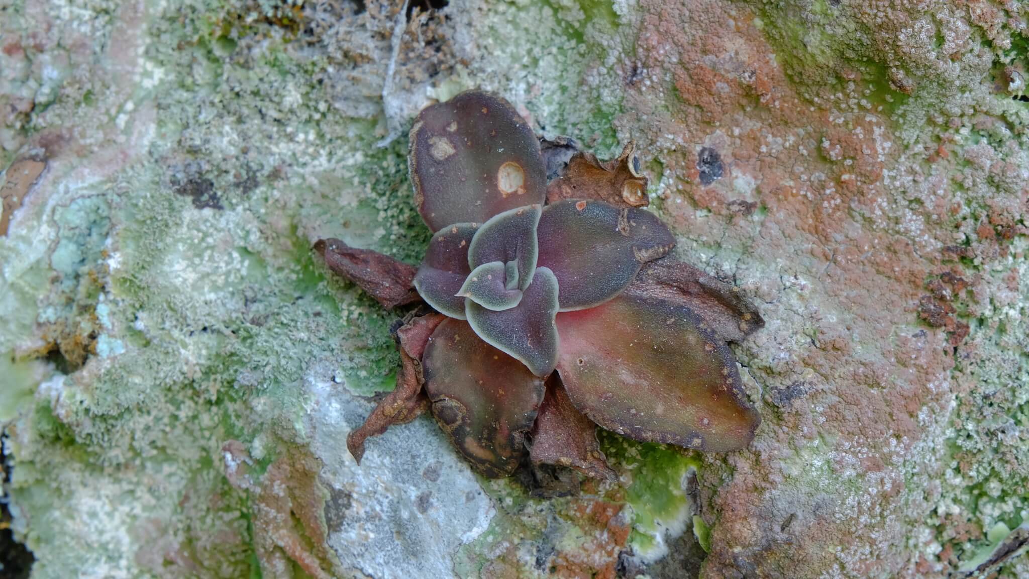 Echeveria carnicolor